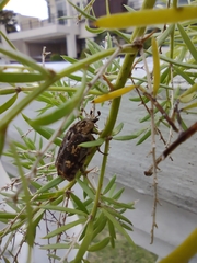 Protaetia fusca