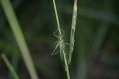 Hexacentrus unicolor