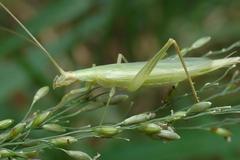 Oecanthus euryelytra