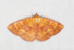 Singara diversalis