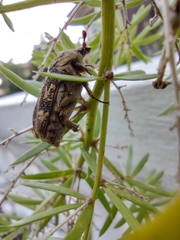 Protaetia fusca