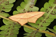 Timandra convectaria