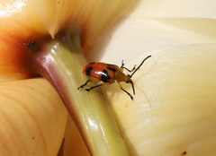 Stethopachys formosa