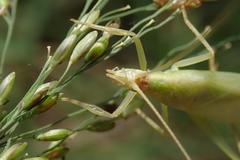 Oecanthus euryelytra