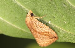 Rivula striatura