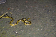 Lycodon flavozonatus