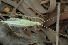 Oecanthus euryelytra