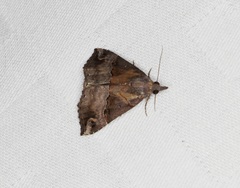 Hypena indicatalis