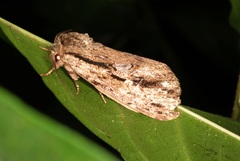 Hyperaeschra pallida