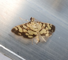 Lygropia distorta