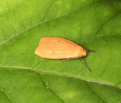 Paralithosia shaowuica