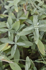 Marrubium peregrinum