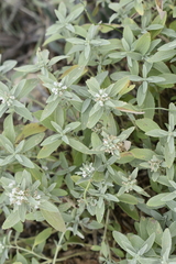 Marrubium peregrinum