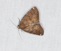 Amyna axis