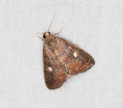 Amyna axis