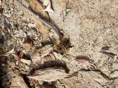 Apis mellifera capensis