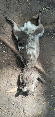 Cricetomys gambianus