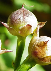 Convolvulus farinosus