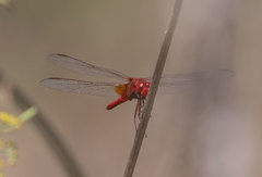 Crocothemis erythraea