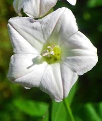 Convolvulus farinosus