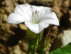 Convolvulus farinosus