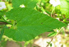 Convolvulus farinosus