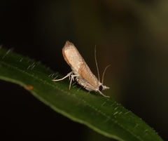 Culladia hastiferalis