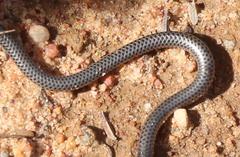 Leptotyphlops nigricans