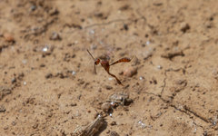 Evanioidea