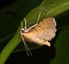 Herpetogramma rudis