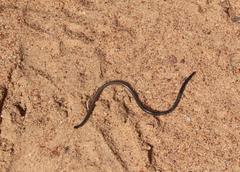 Leptotyphlops nigricans