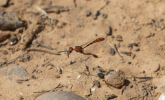 Evanioidea