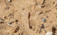 Evanioidea