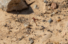 Evanioidea