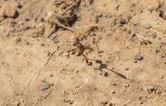 Evanioidea