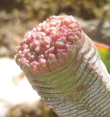 Crassula pyramidalis