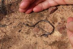 Leptotyphlops nigricans