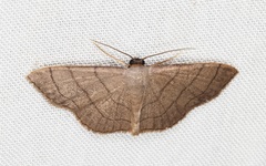 Scopula mecysma