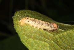Asota plaginota