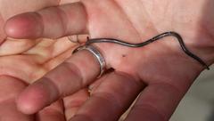 Leptotyphlops nigricans