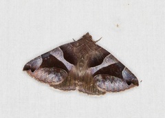 Bastilla arcuata