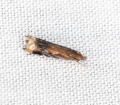 Helcystogramma