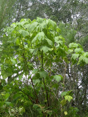 Sparrmannia africana