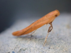Caloptilia elongella