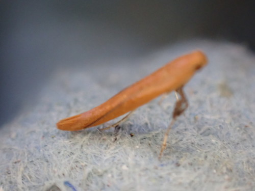 Pale Red Slender
