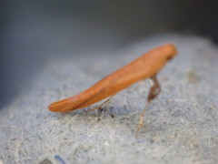 Caloptilia elongella