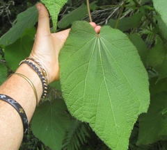 Sparrmannia africana