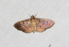 Omiodes pernitescens