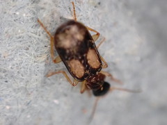 Dromius quadrimaculatus