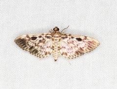 Rhimphaliodes macrostigma